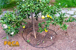 drip irrigation of trees and the required equipment 3