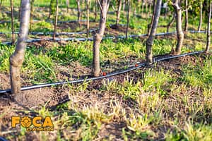 drip irrigation of trees and the required equipment 4