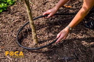 drip irrigation of trees and the required equipment 5