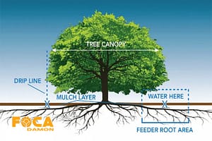 drip irrigation of trees and the required equipment 8