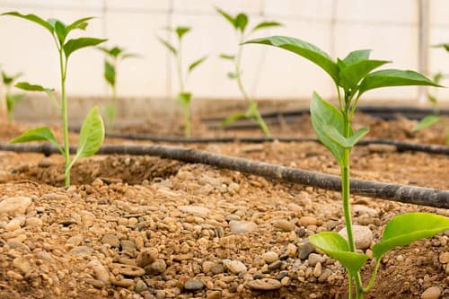 انتخاب روش مناسب آبیاری و 8 معیار مهم 1 criteria for selecting appropriate irrigation methods