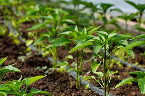 انتخاب روش مناسب آبیاری و 8 معیار مهم 2 criteria for selecting appropriate irrigation methods2