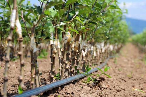 فاصله لوله تا درخت در آبیاری قطرهای 3 distance from pipe to tree in drip irrigation