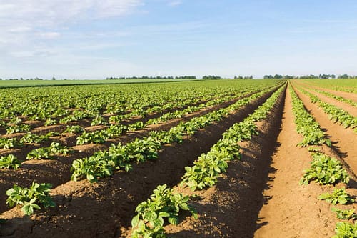 فاصله لوله تا درخت در آبیاری قطرهای 1 distance from pipe to tree in drip irrigation2