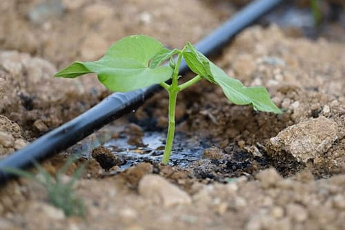 فاصله لوله تا درخت در آبیاری قطرهای 2 distance from pipe to tree in drip irrigation4