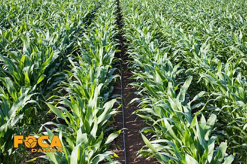 راهنمای خرید تجهیزات آبیاری قطره ای (5 نکته مهم قبل از خرید) 10 drip irrigation equipment buying guide 10