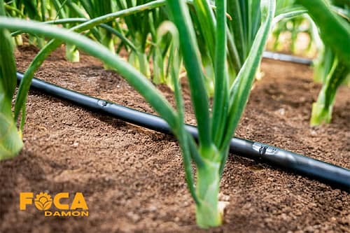 راهنمای خرید تجهیزات آبیاری قطره ای (5 نکته مهم قبل از خرید) 7 drip irrigation equipment buying guide 5