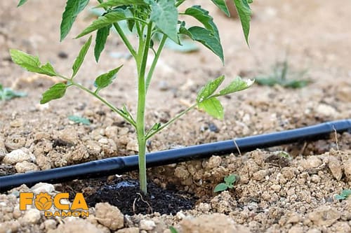 راهنمای خرید تجهیزات آبیاری قطره ای (5 نکته مهم قبل از خرید) 6 drip irrigation equipment buying guide 6