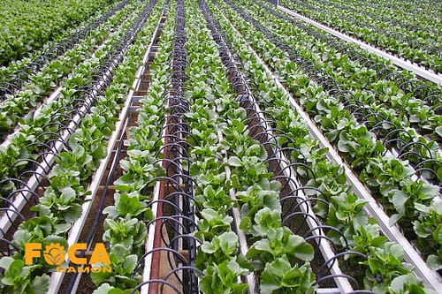 راهنمای جامع لوله کشی آبیاری قطره ای (طراحی، اجرا و نگهداری) 6 how to install drip irrigation system 3