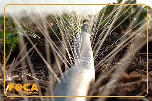 معرفی لوله بارانی یا لوله مه پاش کشاورزی و کاربردهایش 1 تصویر نزدیک از پاشش لوله بارانی یا لوله مه پاش کشاورزی