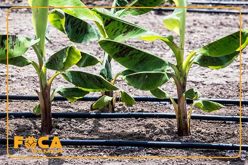 معرفی کامل انواع دریپر یا قطره چکان آبیاری قطره ای 4 introduction to types of irrigation drippers 11