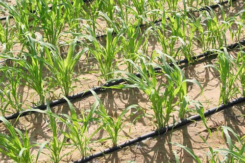 نقش آبیاری قطرهای در مدیریت بحران آب و تولید گندم در ایران 3 role of drip irrigation in water crisis management4