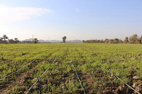 نقش آبیاری قطرهای در مدیریت بحران آب و تولید گندم در ایران 4 role of drip irrigation in water crisis management6