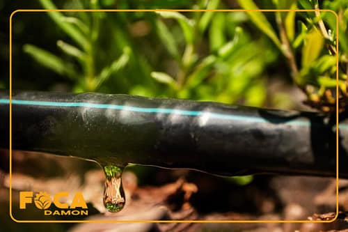 لوله آبیاری قطره ای یا لوله پلی اتیلن کشاورزی چیست؟ (2 نوع) 1 تصویر لوله آبیاری قطره ای یا لوله پلی اتیلن در مزرعه