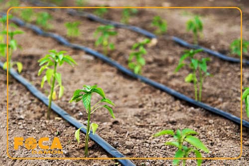 نوار تیپ آبیاری قطره ای چیست؟ آشنایی با انواع و کاربردهای آن 1 what is drip irrigation tape 11