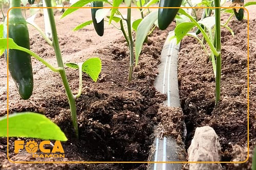 نوار تیپ آبیاری قطره ای چیست؟ آشنایی با انواع و کاربردهای آن 2 تصویر نوار تیپ آبیاری قطره ای پای بوته فلفل