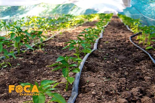 نوار تیپ پلاک دار آبیاری چیست؟ (راهنمای جامع خرید) 4 what is irrigation dripper tape 7