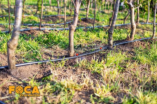 آبیاری قطره ای درخت و تجهیزات آبیاری مورد نیاز (صفر تا صد) 5 drip irrigation of trees and the required equipment 4