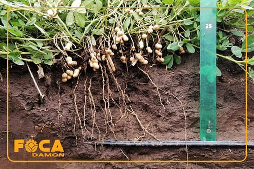 آبیاری زیر سطحی چیست و چگونه اجرا میشود؟ (مزایا و معایب) 7 subsurface drip irrigation 8